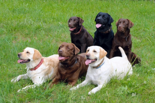 labs dogs